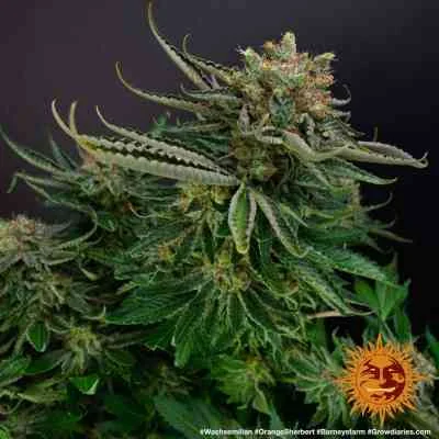Orange Sherbert 4