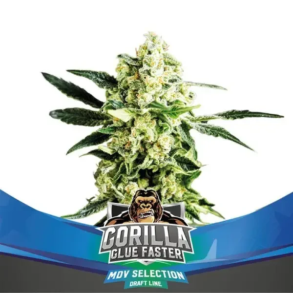 Gorilla Glue 4
