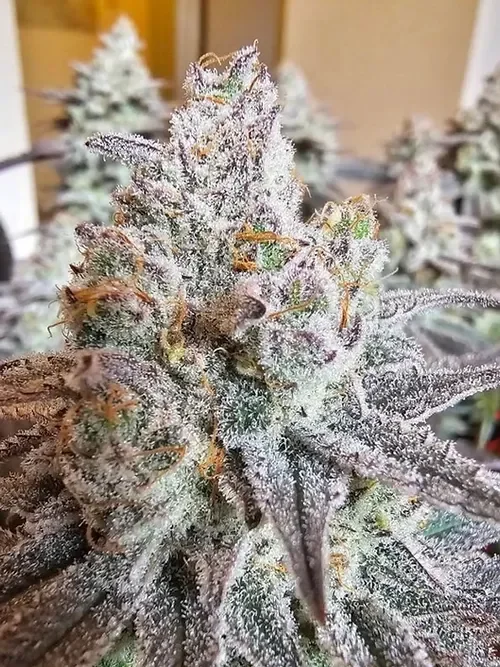 Miracle Grapefruit 3