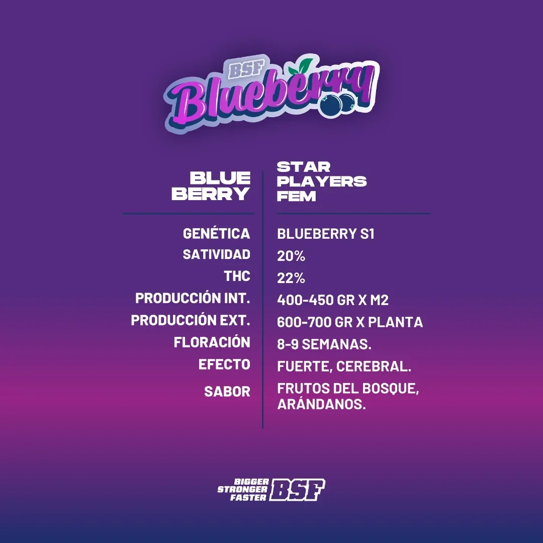 Blueberry Bsf 3
