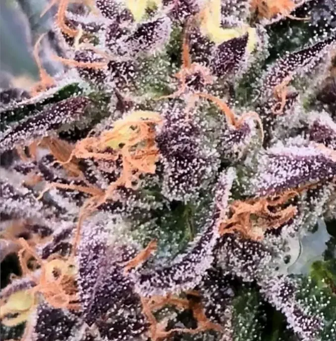 Humboldt Gelato 5
