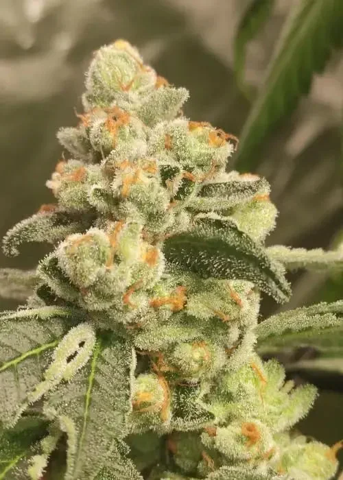 Green Papaya