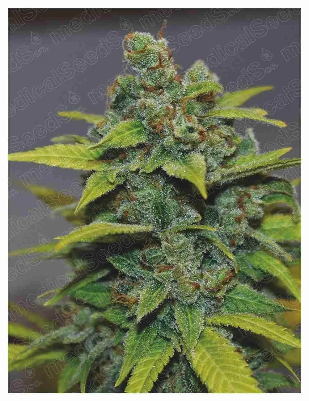 Banana Zkittlez 2