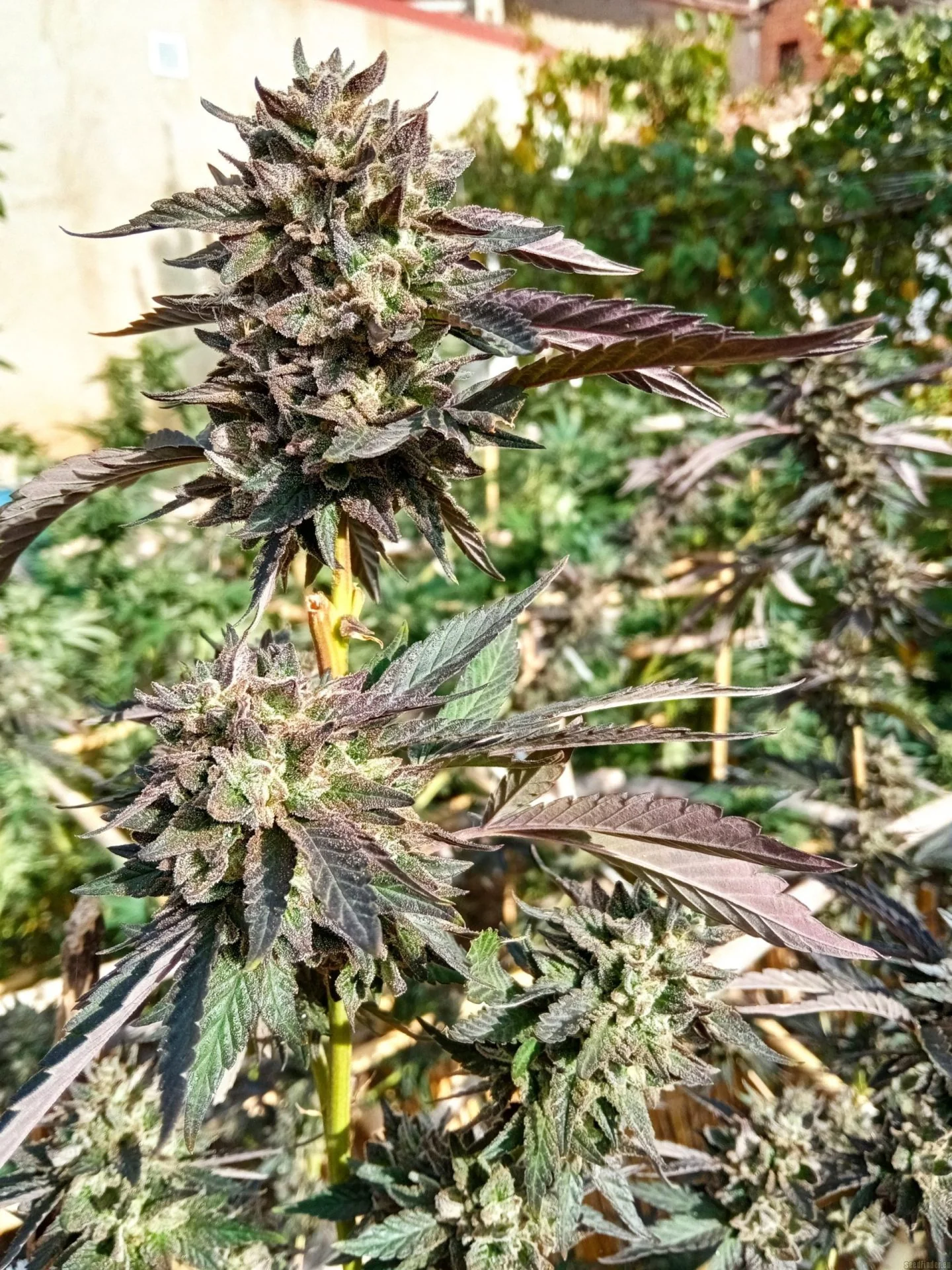 Zkittlez Cookies Latitudsurseeds 4