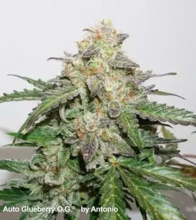 Glueberry Og 2