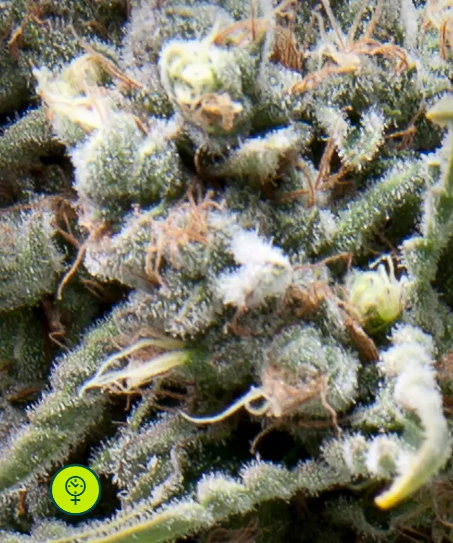 White Widow