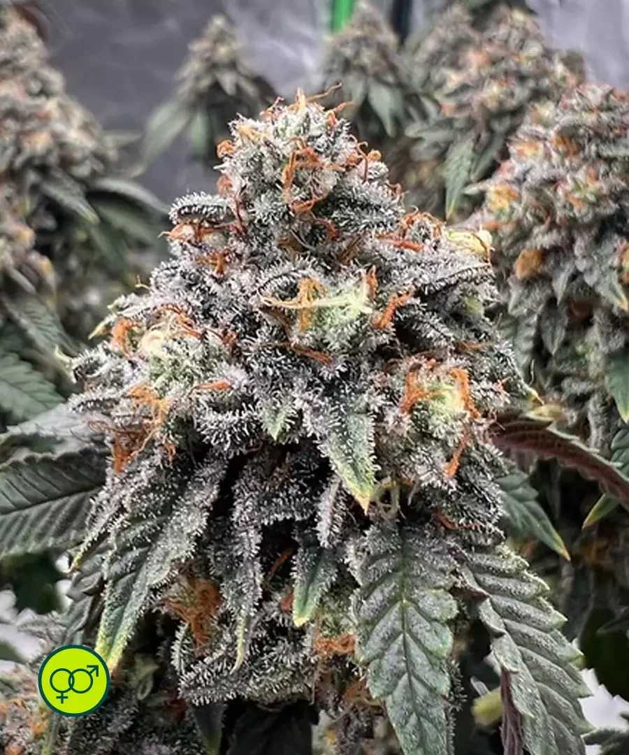Humboldt Gelato