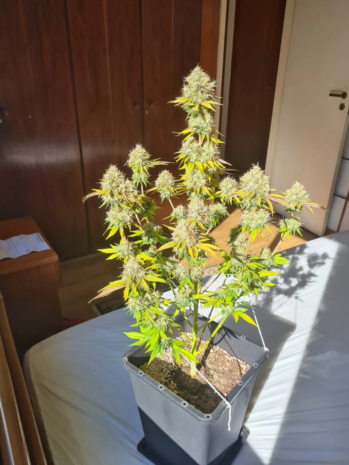 G13 2