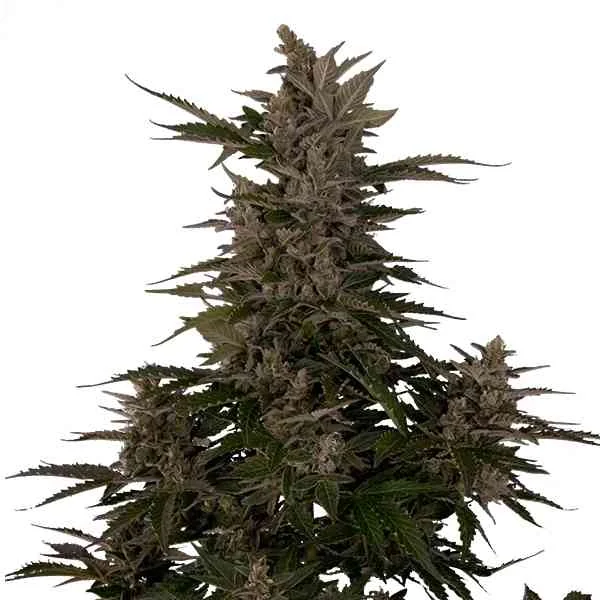 Royal Critical 5