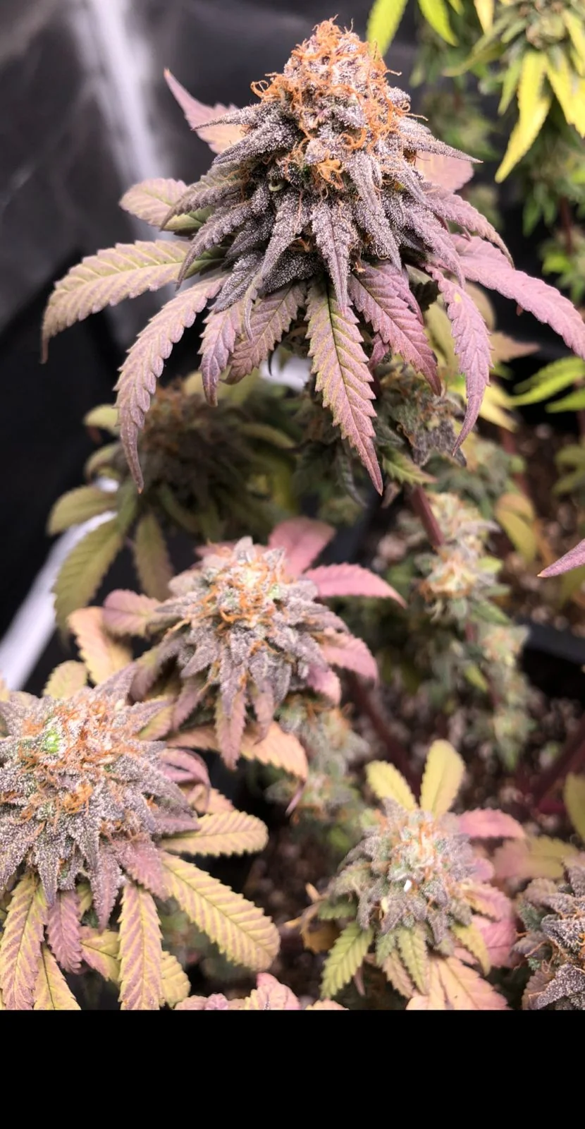 Strawberry Haze
