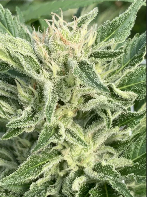 Honey Banana S 4
