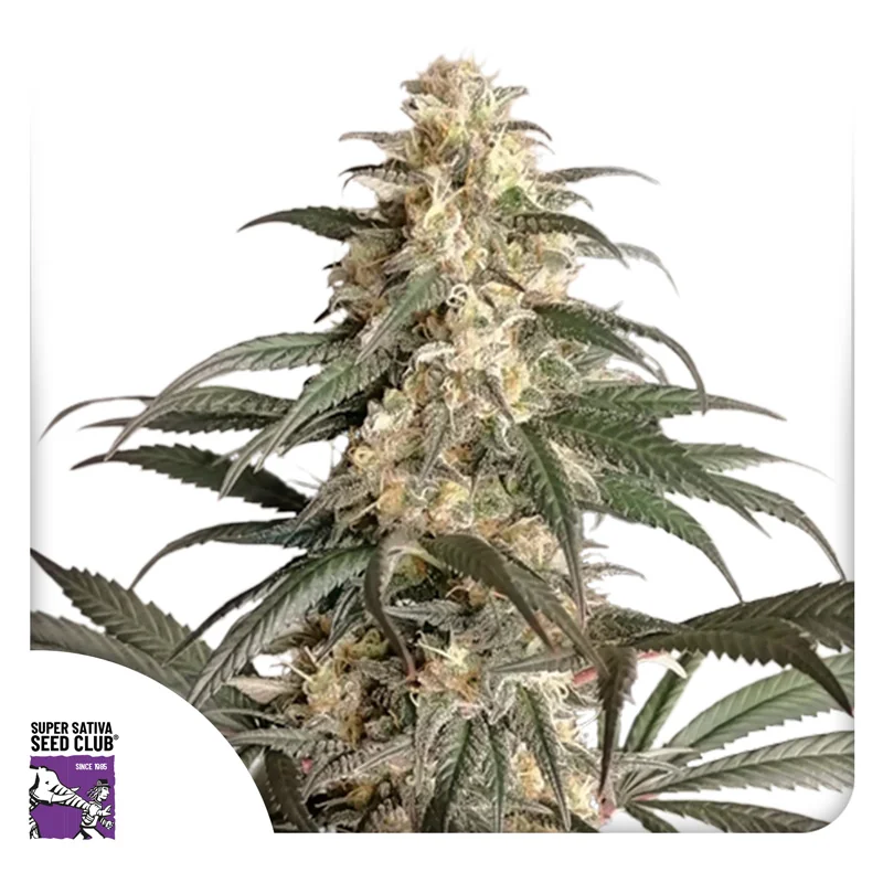 Black Lebanon 4