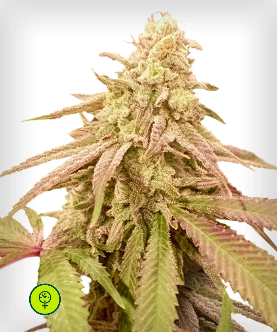 Purple Punch Og 4