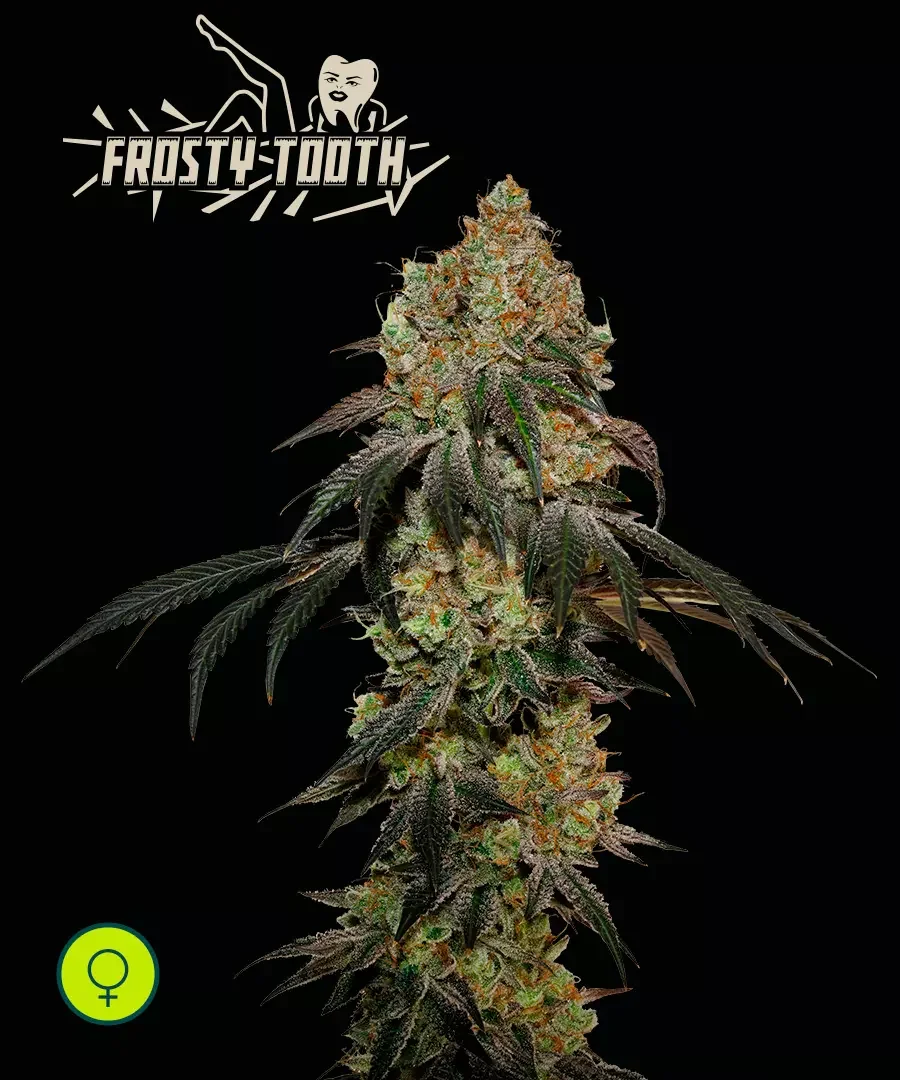 Frosty Tooth 3