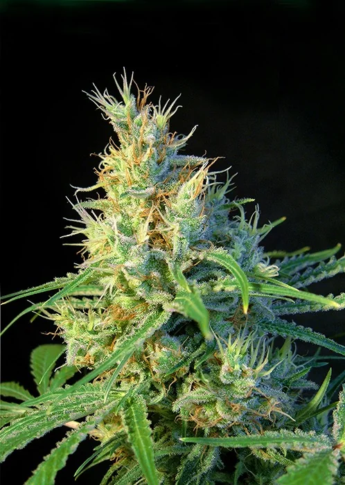Sweet Psicodelicia 2