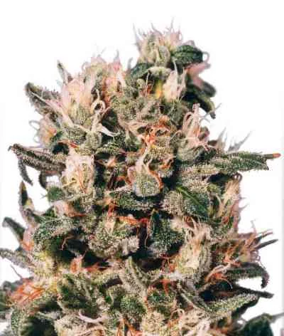 Euforia 5