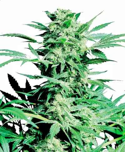 Shiva Skunk 4