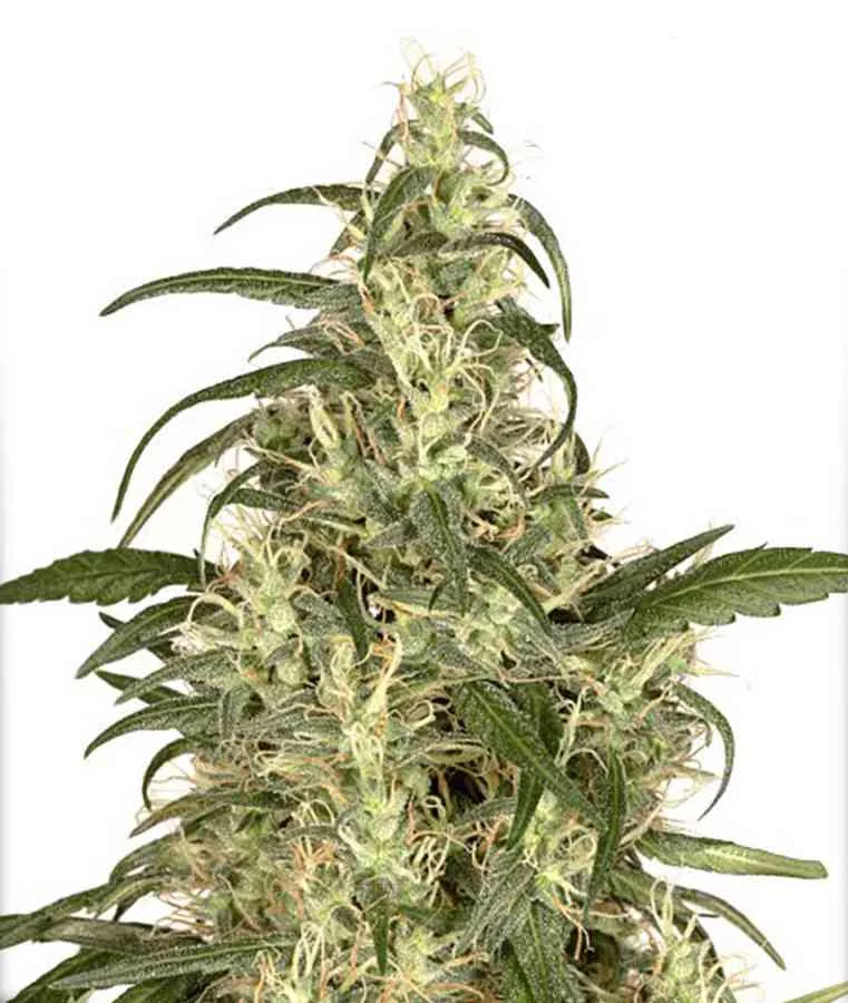 Skunk 11 2