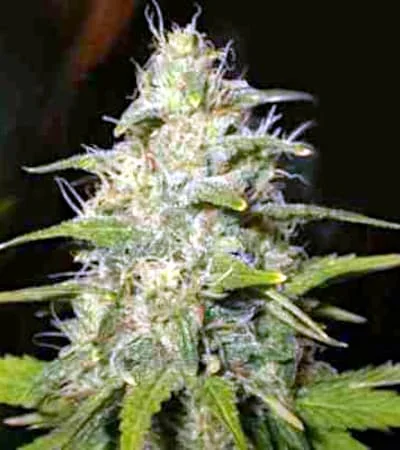 Lemon Og Haze