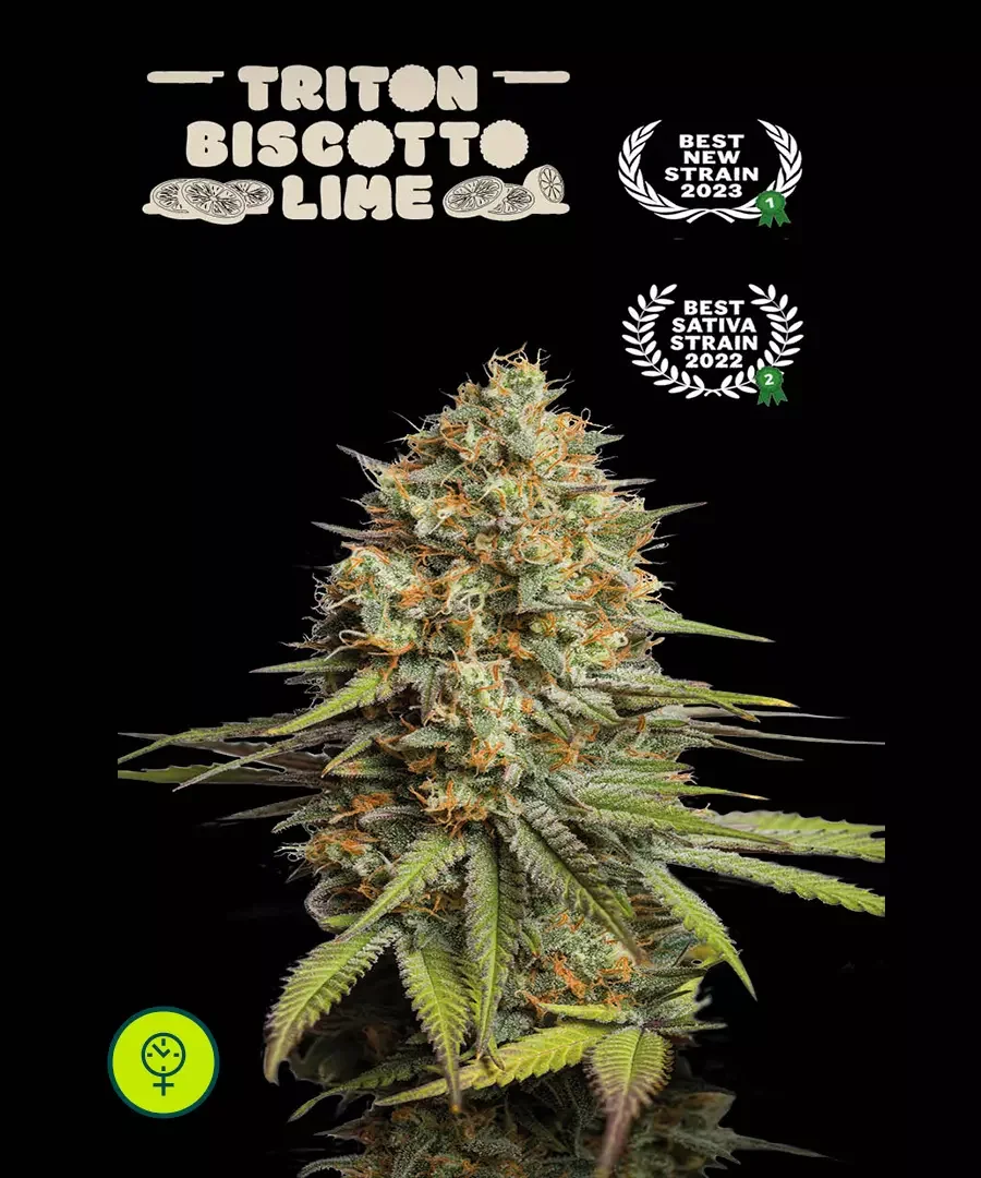 Triton Biscotto Lime 4