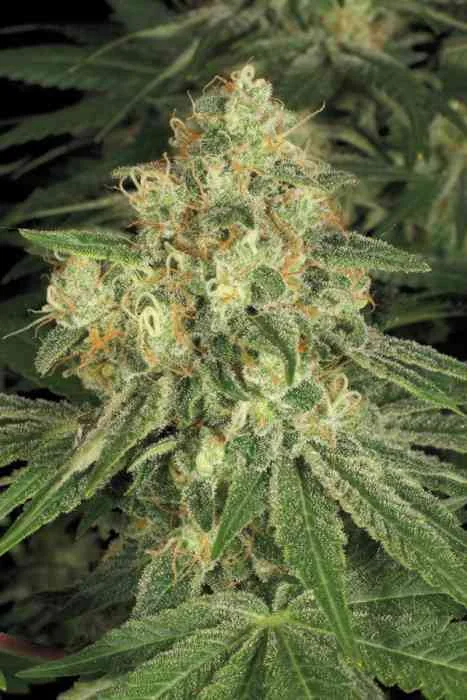 Allkush 5