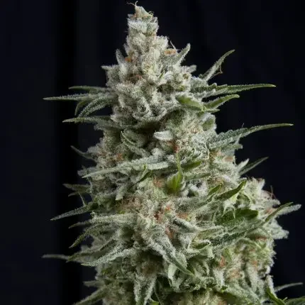 Anesthesia 3