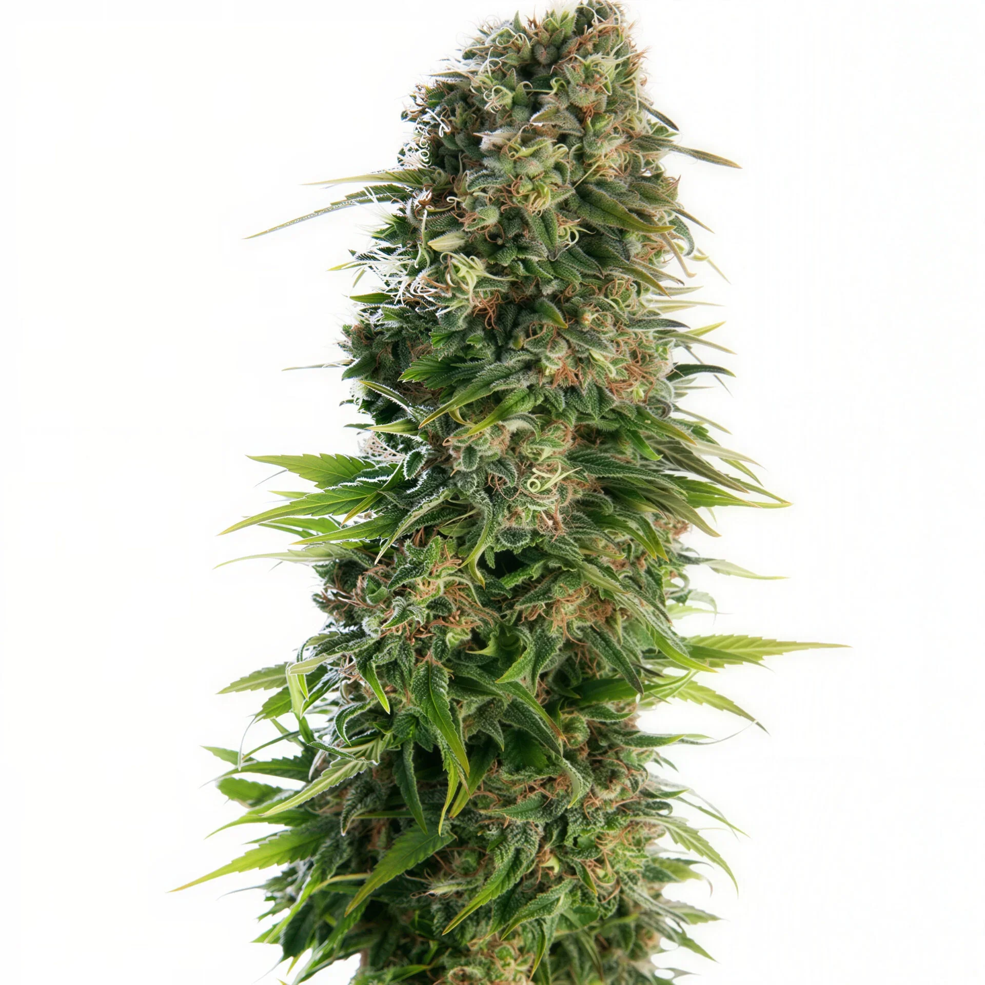 Skunk