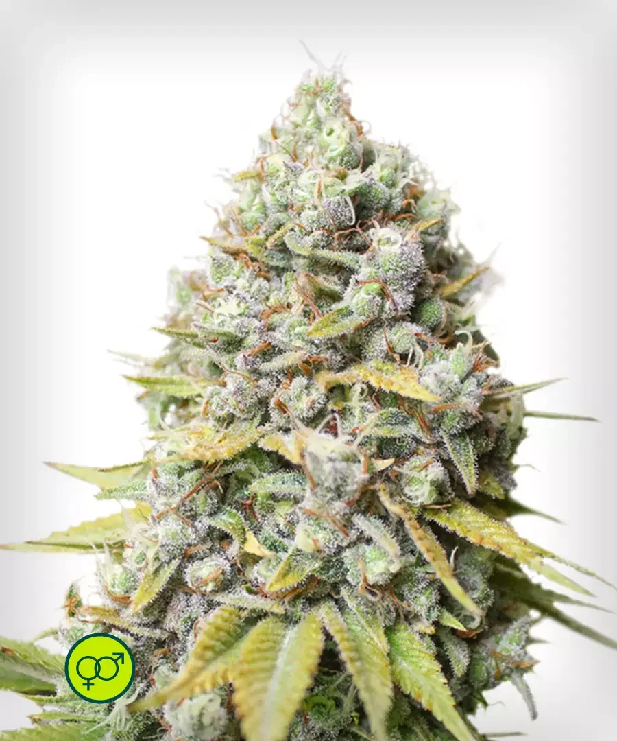 Kosher Haze