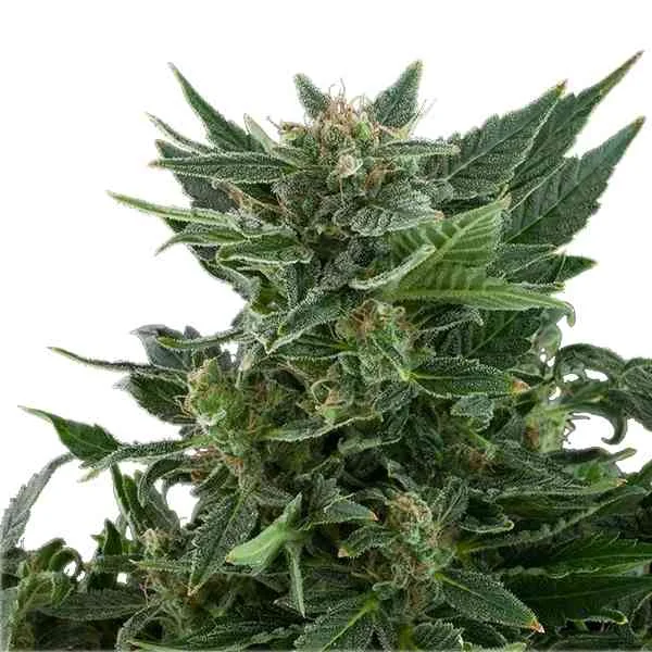 Royal Kush 2