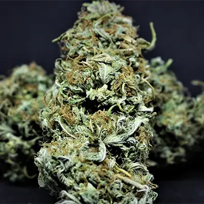 Master Kush 3