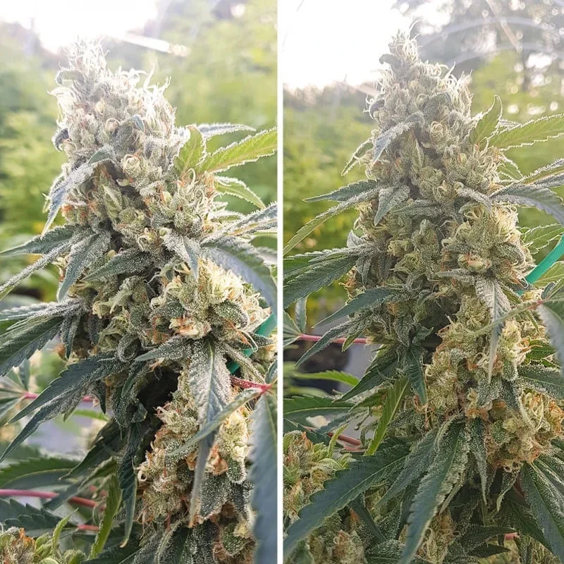 Critical Orange Punch