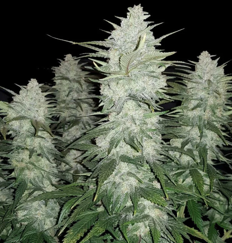 Gelato