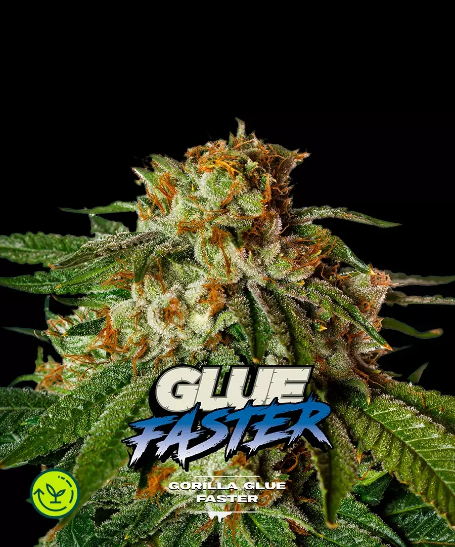 Gorilla Glue 5