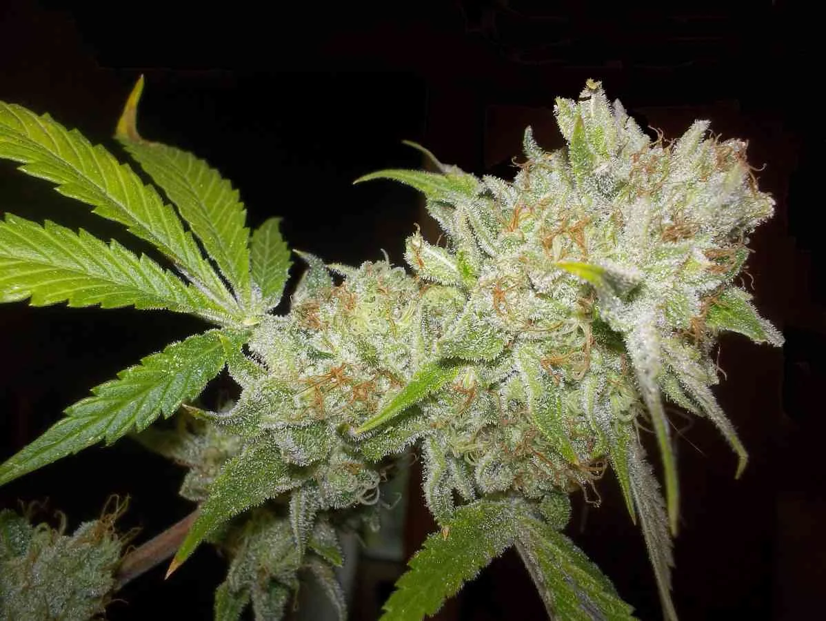 Chocolope Kush 4