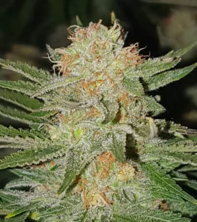 Sherbet 2