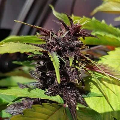 Purple Cbd