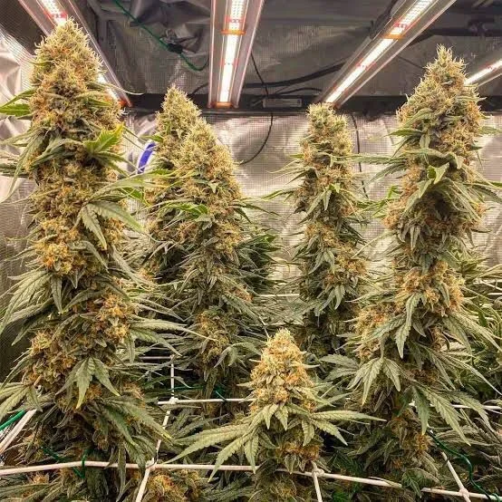 Green Poison 5
