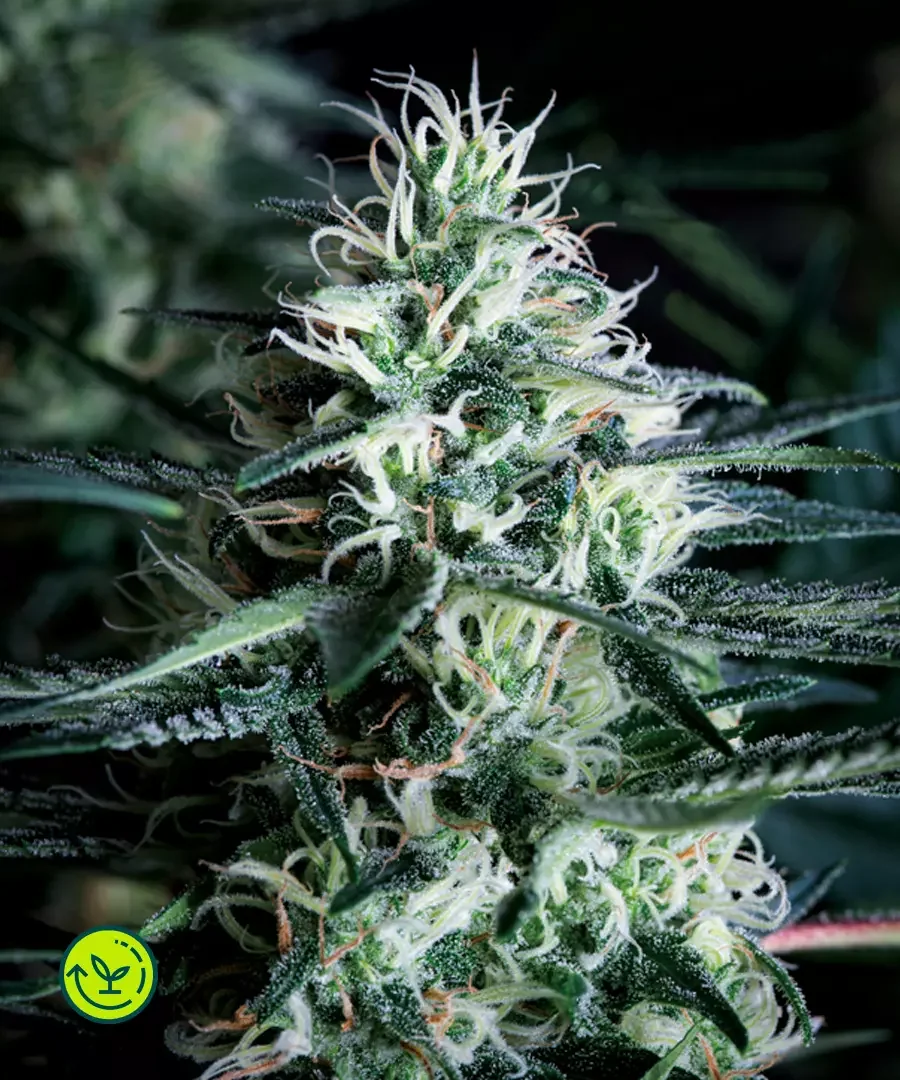 White Widow