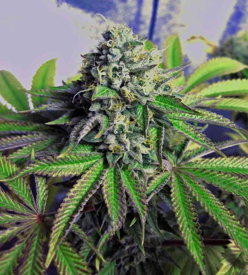 Cataract Kush 4
