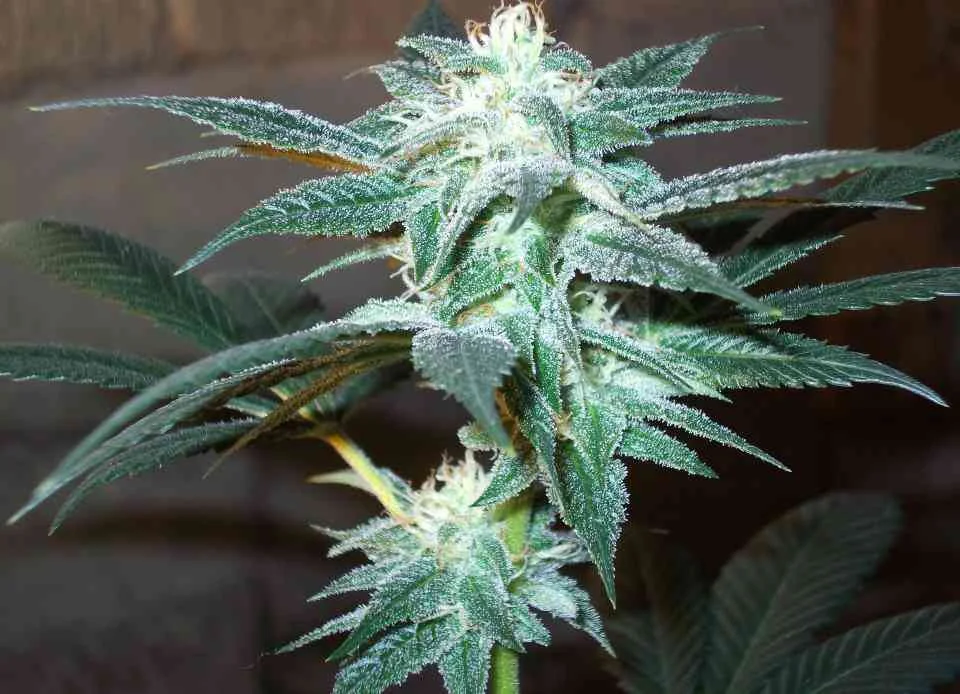 Kushberry 3