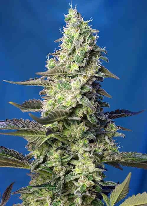 Green Poison Xl 2