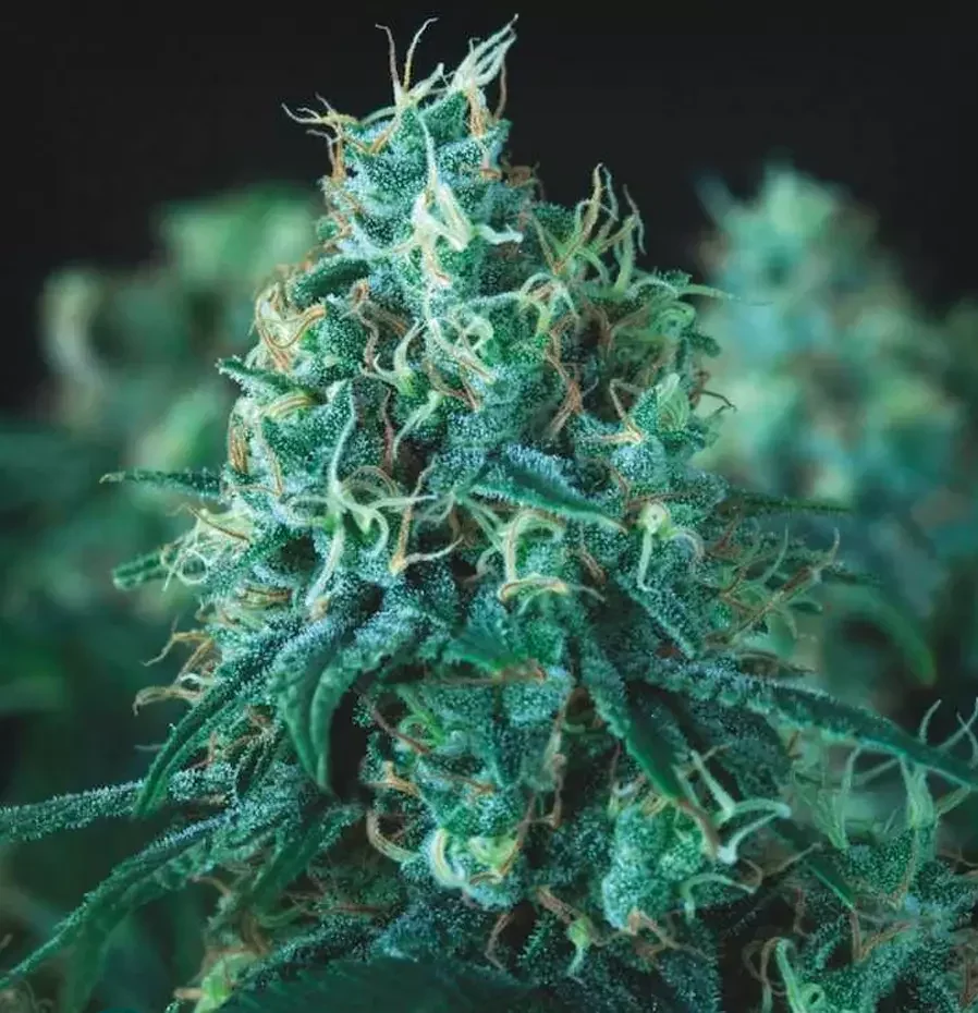 Kryptonite Pyramid S