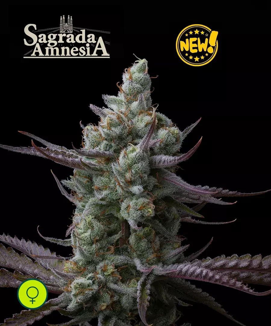 Sagrada Amnesia