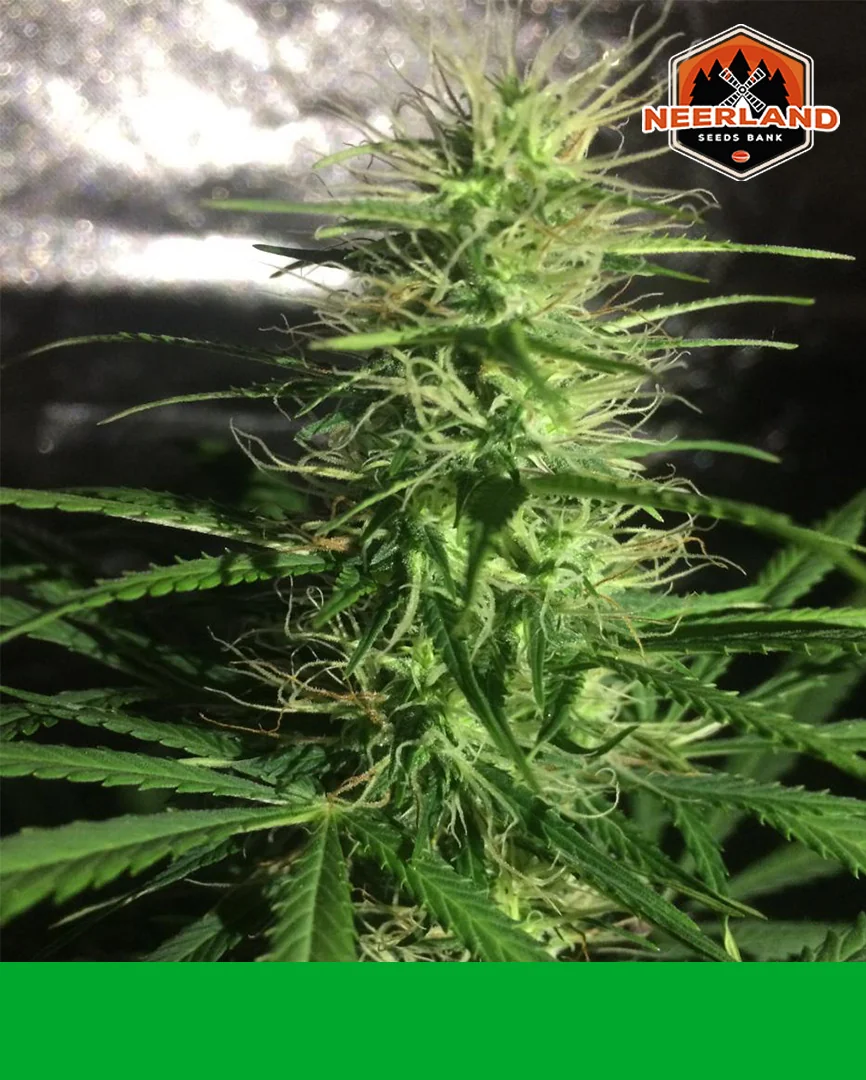 Green Crack
