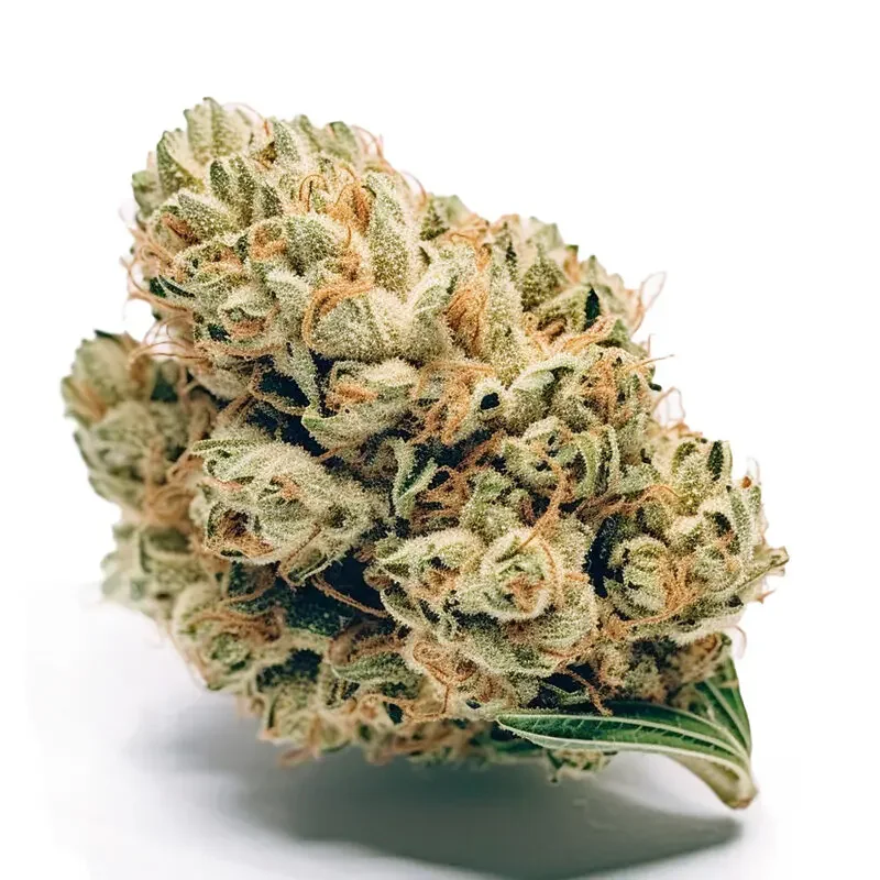 Jack Herer