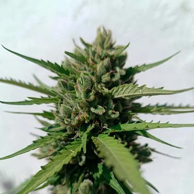 Rainbow Sherbet 11 2