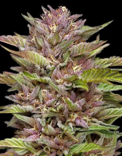 Pineapple Muffin