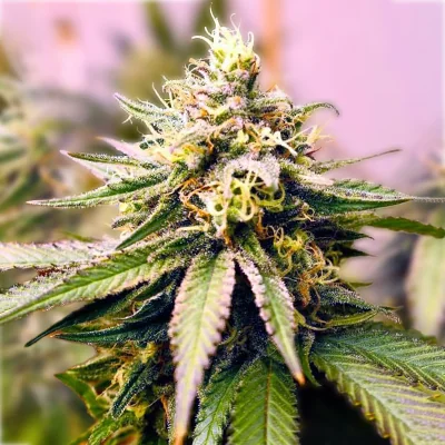 Critical Caramel 3