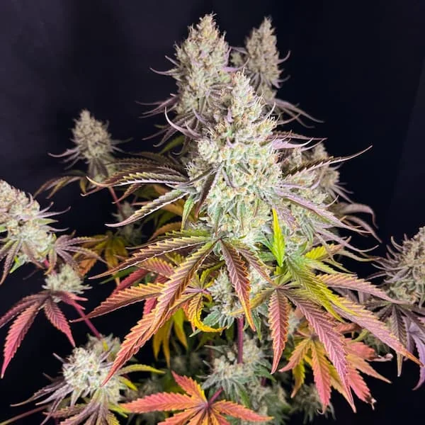 Fruit Bomb Punch 3