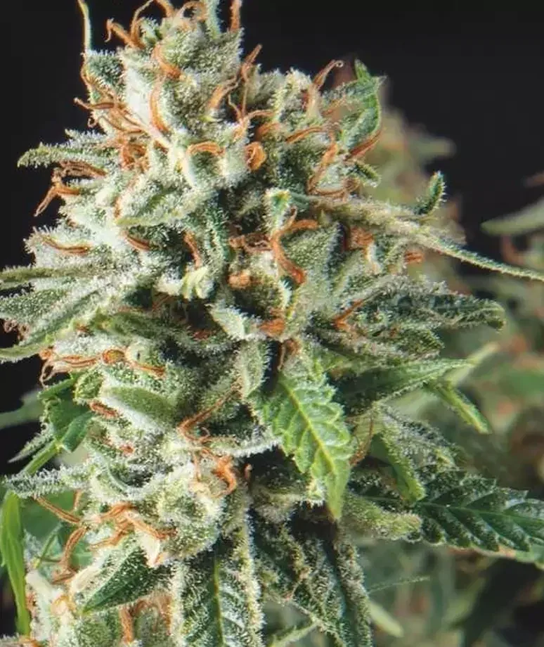 Og S Kush